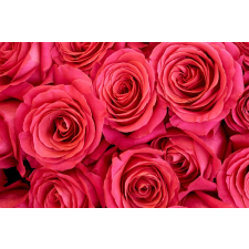  Fotótapéta Pink roses, 300 x 250 cm tapéta, díszléc és más dekoráció