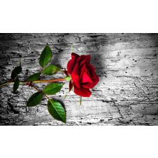  Fotótapéta Red rose, 400 x 250 cm tapéta, díszléc és más dekoráció