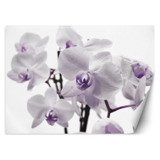  Fotótapéta, Virágzó orchidea - 400x280 cm tapéta, díszléc és más dekoráció