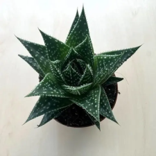  Gasteria Durban fa és növény