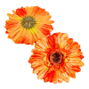  Gerbera virágfej őszi narancs 12cm 4 darabos csomagban rendelhető (darab ár!)