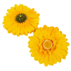  Gerbera virágfej sárga 12cm 4 darabos csomagban rendelhető (darab ár!)