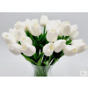  Gumi tulipán (fehér)