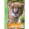 HACHETTE JEUN. Wild Immersion, Tome 25 - Expédition au pays des servals | Hachette Livre