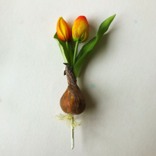 Hagymás tulipán - narancs dekoráció