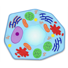  Hatalmas mágneses növényi sejtkészlet - román nyelven (Set gigant de celule vegetale magnetice) oktatójáték