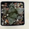  Haworthia comptoniana 'KARAKUSA'