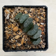  Haworthia truncata 'KAZAN -VOLCANO' fa és növény