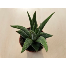  Haworthiopsis attenuata var radula fa és növény