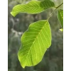  HERBATREND DIÓFALEVÉL 40 G
