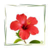  Hibiszkuszvirág por (Bio)