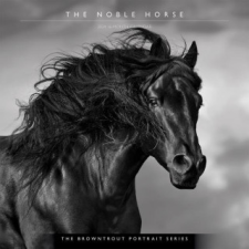  Horse, the Noble, the Browntrout Portrait Series 2024 Square naptár, kalendárium