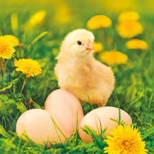  Húsvét Chicken with Eggs szalvéta 20 db-os 33x33 cm party kellék