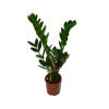 IBH AGGLEGÉNY PÁLMA CS:12CM ZAMIOCULCAS ZAMIOFOLIA