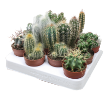 IBH KAKTUSZ MIX CS:6,5CM CACTUS MIX fa és növény