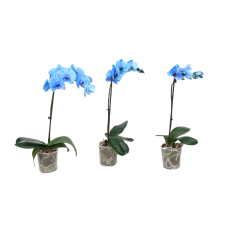 IBH PHALENOPSIS ROYAL BLUE CS:12 CM KÉK FESTETT PHALENOPSIS ORCHIDEA fa és növény