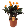 IBH SÁFRÁNYOS ZEBRALEVÉL CS:14CM CALATHEA CROCATA