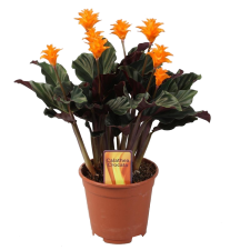 IBH SÁFRÁNYOS ZEBRALEVÉL CS:14CM CALATHEA CROCATA fa és növény