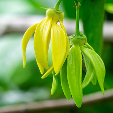  Illóolaj Pipere Ylang Ylang 10ml illóolaj