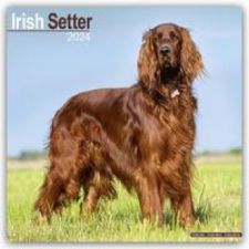 Irish Setter - Irish Setter 2024 - 16-Monatskalender naptár, kalendárium