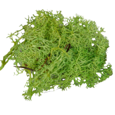  Izlandi moha vil.zöld 25dkg/csom dekorációs kellék