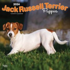  Jack Russell Terrier Puppies 2024 Square naptár, kalendárium