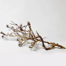  Japán fagyökér XL hüllőfelszerelés