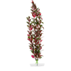 JK | Red Ludwigia | Piros Ludwiga, műnövény dekoráció - 38-43 cm