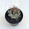  Kadenicarpus pseudomacrochele