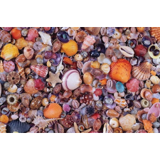  Kagyló Puzzle 1000 darab puzzle, kirakós