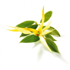 Kamala Ylang-Ylang olaj bőrápoló szer