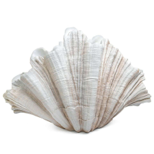  KARE CONCHA Dekoratív Váza - Kagyló Forma - 57 cm dekoráció