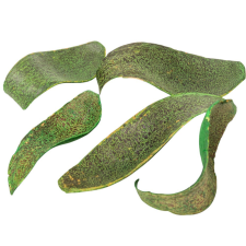  Kobra fej szárított zöld 22dkg/csom dekorációs kellék