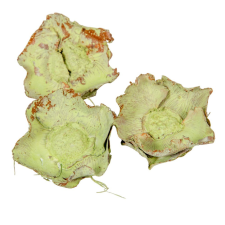  Kókusz virág falfestékes halványzöld 16dkg/csom dekorációs kellék