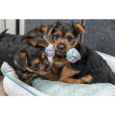  Kölyök kötélsúlyzó 15cm Trixie 32811 játék kutyáknak