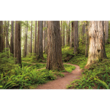 Komar Vlies fotótapéta Redwood Trail 450 cm x 280 cm tapéta, díszléc és más dekoráció