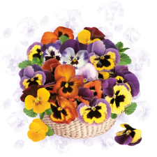 KORREKT WEB Árvácska Colourful szalvéta 20 db-os 33x33 cm party kellék