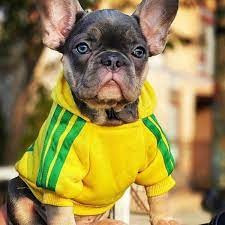  Kutyaruha - Adidog Kapucnis kutyapulóver - kutyapulcsi - Sárga színben - 3XL kutyaruha