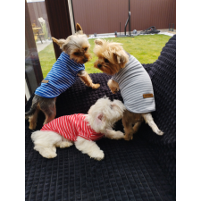  Kutyaruha - Csíkos stílusos kutyatrikó - többféle színben - M - kék kutyaruha