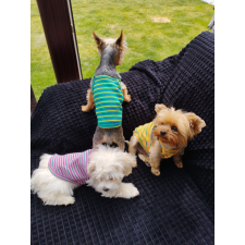  Kutyaruha - könnyed kutyatrikó - többféle színben - M - sárga csíkos kutyaruha