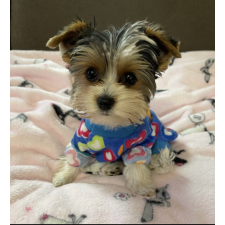  Kutyaruha - Kutyapulóver - Kutyapulcsi - Mintás - Kék - 2XL - kék kutyaruha