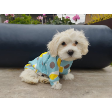  Kutyaruha - Kutyapulóver - Kutyapulcsi - Nyuszi mintával - L kutyaruha