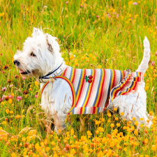  Kutyaruha - Színes pamut ruha cseresznye mintával kétféle színben - L - piros csíkos kutyaruha
