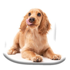 Kutyás Spaniel formapárna, díszpárna 40x40 cm Velúr lakástextília