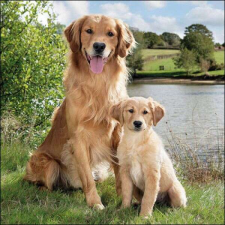  Kutyás szalvéta - Golden retriever papírárú, csomagoló és tárolóeszköz