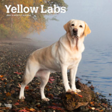  Labrador Retrievers, Yellow 2024 Square naptár, kalendárium