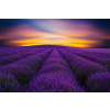  Levendula mező tapéta, napkelte, 350 x 250 cm