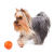Liker 5 Line - játék (narancssárga) kutyák részére (ø5cm)