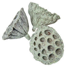  Lótusz 5-8cm falfestékes mud zöld 12db-os dekorációs kellék