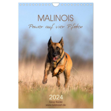  Malinois Power auf vier Pfoten (Wandkalender 2024 DIN A4 hoch), CALVENDO Monatskalender – Tanja Riedel naptár, kalendárium